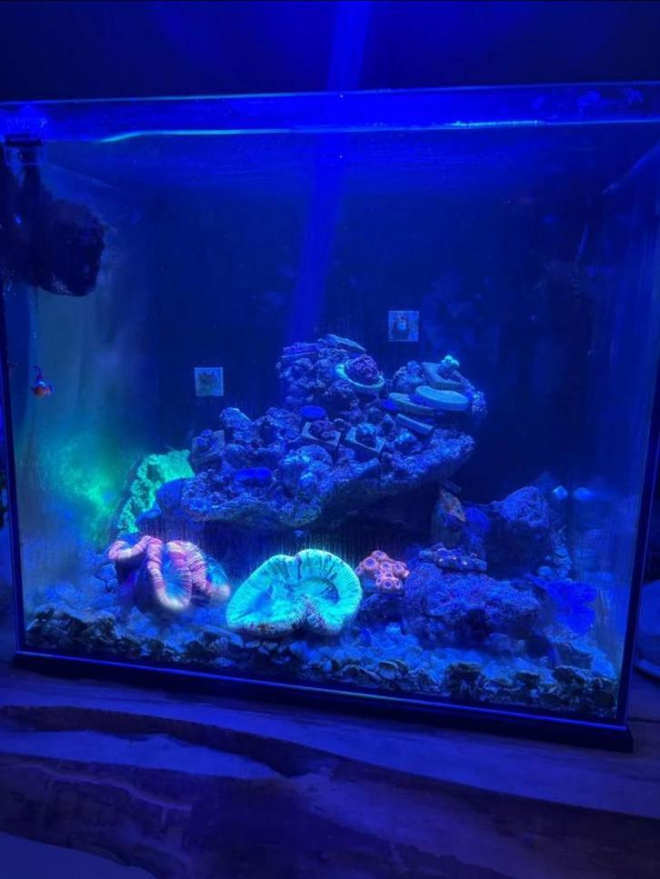 Zeeaquarium , complete set, Dieren en Toebehoren, Vissen | Aquaria en Toebehoren, Zo goed als nieuw, Ophalen
