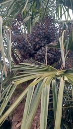 Trachycarpus Fortunei zaden, Tuin en Terras, Ophalen, Zaad