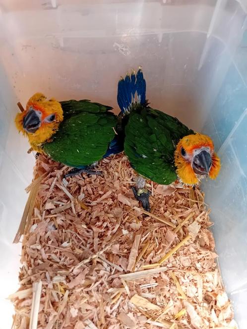 Zonparkiet ( Jendaya) voor hand opfok, Dieren en Toebehoren, Vogels | Parkieten en Papegaaien, Parkiet, Geslacht onbekend, Tam