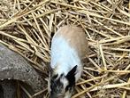 4 cavia's, geboren 29 november 2025, 2 beren en 2 zeugjes, Domestique, Novembre, Plusieurs animaux, Cobaye