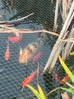 2 Koi, Dieren en Toebehoren, Vissen | Vijvervissen, Karper of Koi