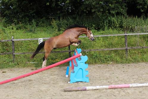 Wunderschöner Reitponymix, Animaux & Accessoires, Chevaux & Poneys | Guêtres en cloche, Enlèvement