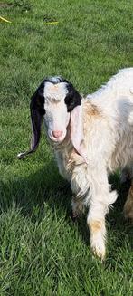 chevreaux maltais bouc et  chèvre, Chèvre