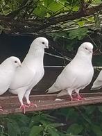 4 koppels witte sierduiven, Dieren en Toebehoren, Vogels | Duiven, Meerdere dieren, Overige soorten