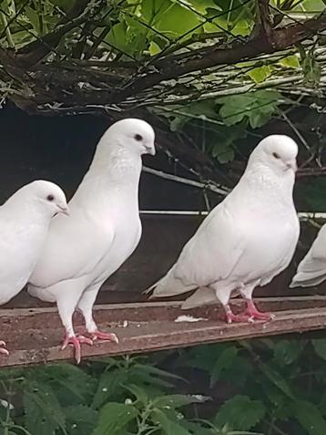 4 koppels witte sierduiven
 beschikbaar voor biedingen