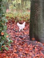 Brahma hen Wit, Dieren en Toebehoren, Pluimvee, Vrouwelijk, Kip