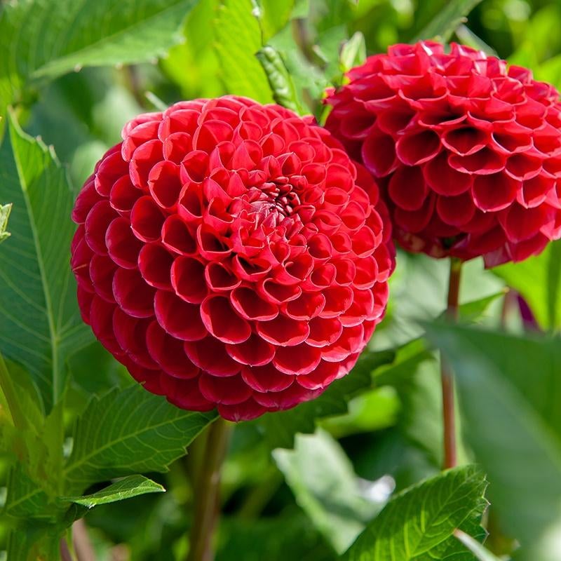 rode dahlia en pompondahlia, Ophalen of Verzenden, Voorjaar, Volle zon, Knol