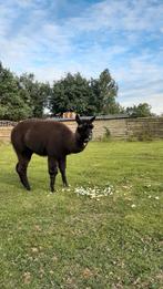 Alpaca, Dieren en Toebehoren, Schapen, Geiten en Varkens, Mannelijk, 3 tot 5 jaar