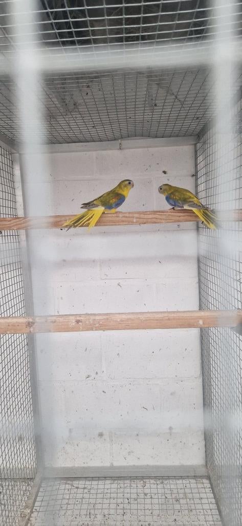 Koppel opaline cinnamon turquoisine 2025, Dieren en Toebehoren, Vogels | Parkieten en Papegaaien, Meerdere dieren, Parkiet, Geringd