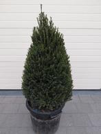 Taxus Baccata kegel vorm met korting, Enlèvement, Mi-ombre