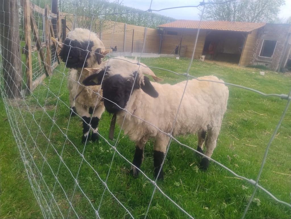 Walliser zwartneusschaap /schwarznase drachtige ooi en ram