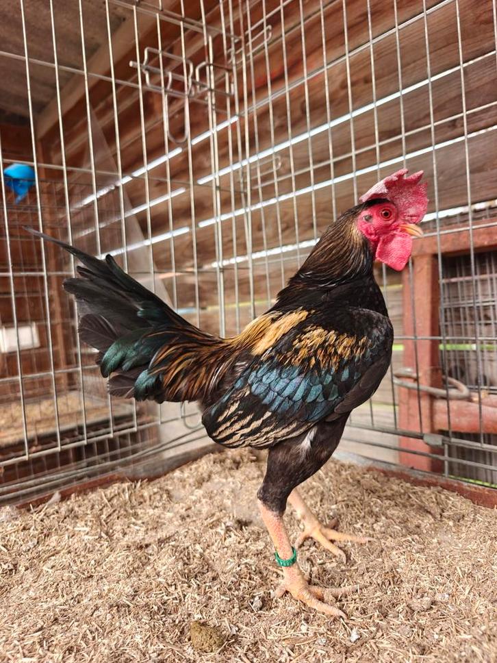 Oud - Engelse krielen trio, Dieren en Toebehoren, Pluimvee