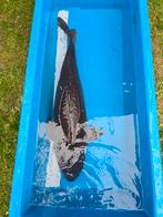 Très grand Magoi 85-90 cm, Animaux & Accessoires