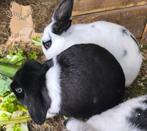 Jonge dwerghangoor voedster, Dieren en Toebehoren, Konijnen