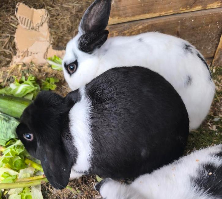 Jonge dwerghangoor voedster, Dieren en Toebehoren, Konijnen