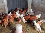 jonge legkippen in alle kleuren, Dieren en Toebehoren, Pluimvee, Kip