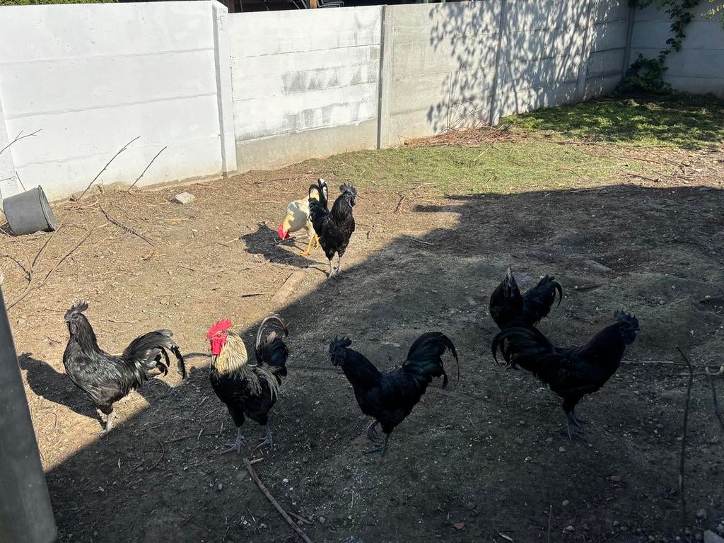 13 coqs disponibles de 6 mois à 1 an, Mâle, Poule ou poulet