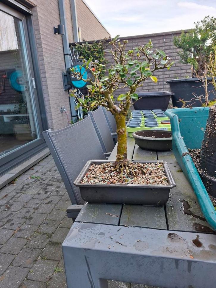 Ligustrum bonsai, Tuin en Terras, Planten | Bomen, Ophalen