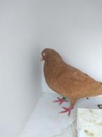 Belgische tuimelaar geel, Dieren en Toebehoren, Vogels | Duiven, Mannelijk, Tuimelaar of Roller