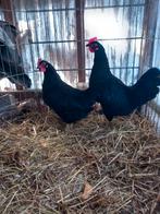 Australorp