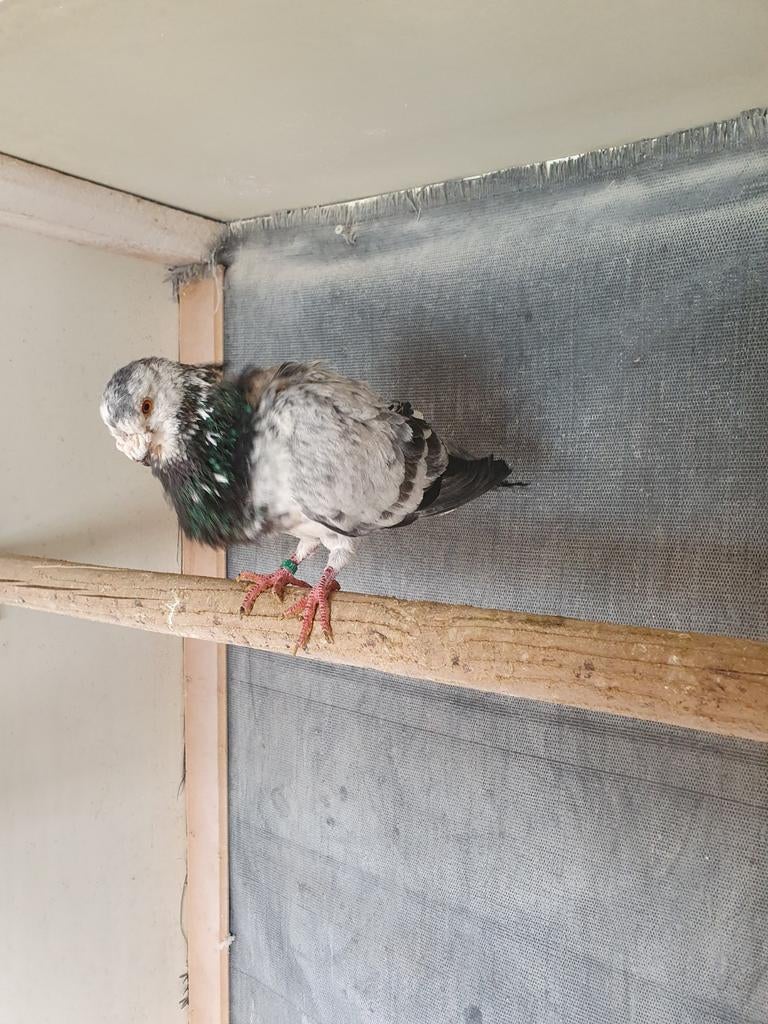 Gorguero Spaanse kropper, Animaux & Accessoires, Oiseaux | Pigeons, Plusieurs animaux, Boulant