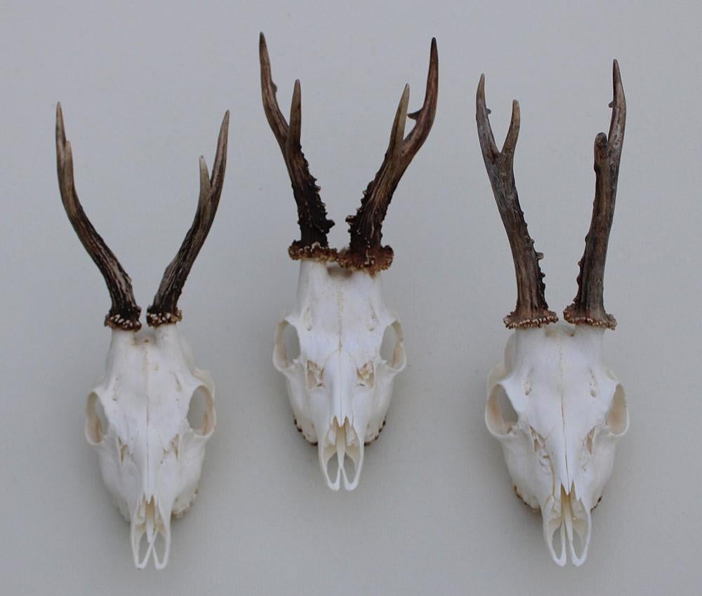 3 x mooi gebleekte REE SCHEDEL - ref. U, Collections, Collections Animaux, Comme neuf, Crâne, Cerf, Enlèvement ou Envoi