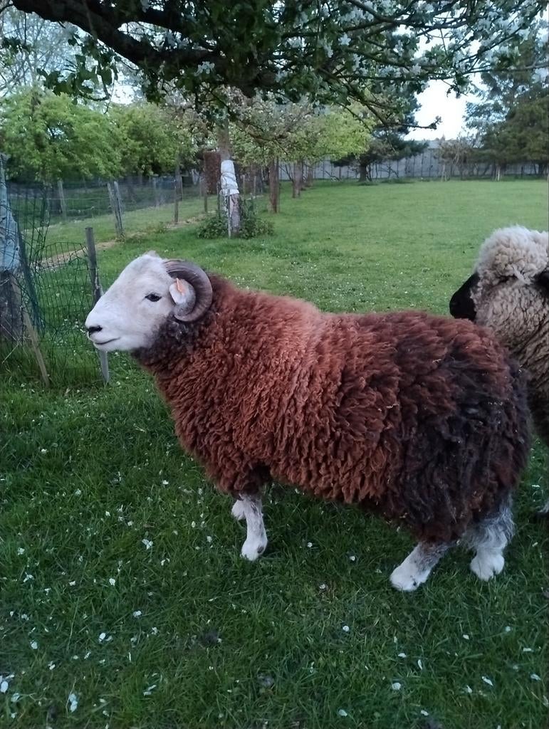 Twee jaarling rammen te koop., Mâle, Mouton, 0 à 2 ans