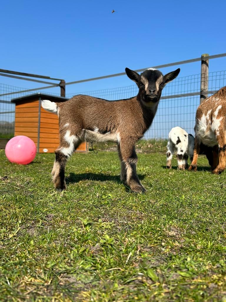 Dwerggeit bokjes, Mâle, Chèvre, 0 à 2 ans
