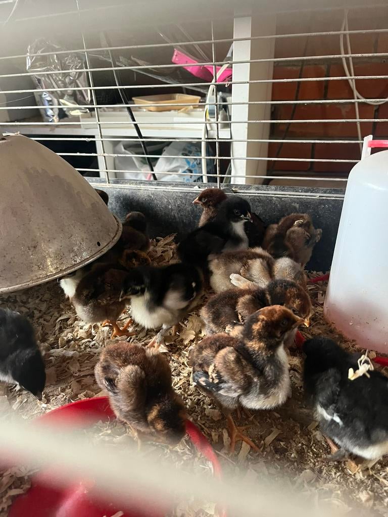 Wyandotte kuikentjes