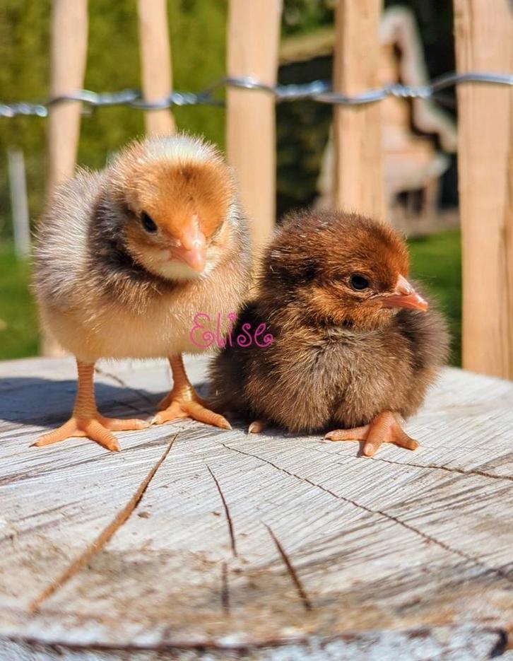 Kuikens kleurlegger groenlegger olijflegger kippen, Dieren en Toebehoren, Pluimvee, Kip