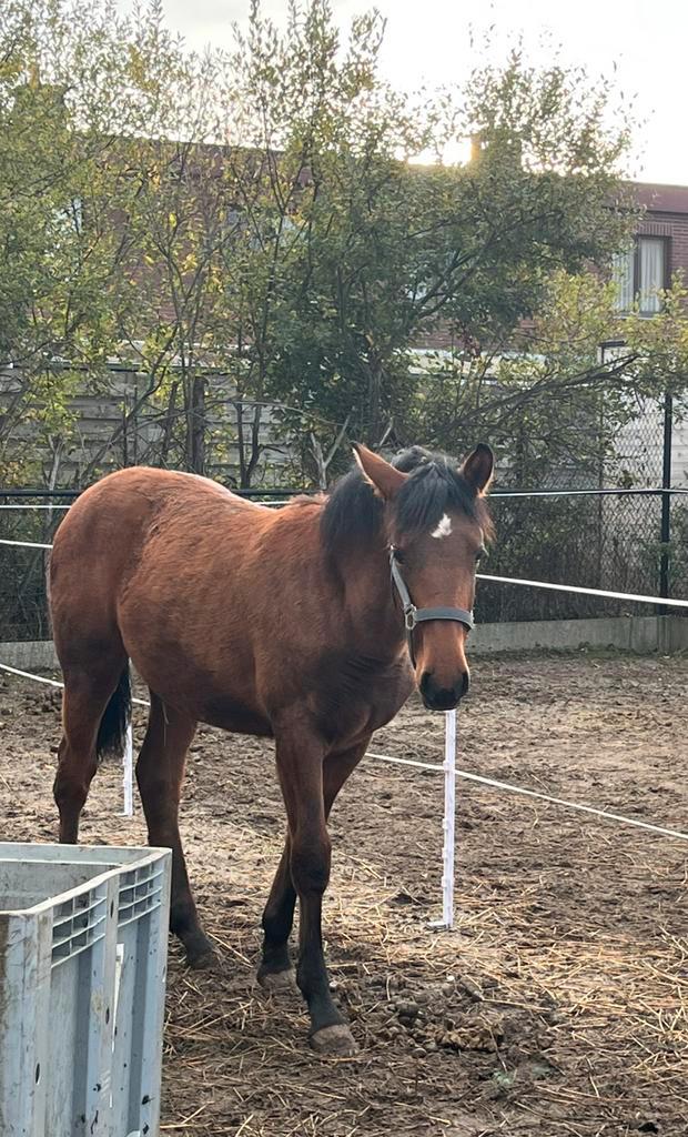 Paard 1 jaar, Animaux & Accessoires, Chevaux, Jument