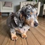 Magnifique bonhomme lilac merle, Animaux & Accessoires, Chiens | Teckels & Bassets, Poils courts, Standard, Chien (mâle), Belgique