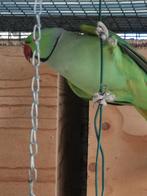 perruche à collier, Animaux & Accessoires, Oiseaux | Perruches & Perroquets, Plusieurs animaux, Perruche