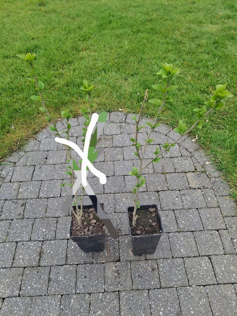 Hibiscus, Tuin en Terras, Ophalen