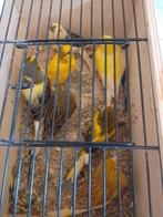 TRÈS BEAUX CANARIS DE COULEUR SIFFLANTE, avec ou sans cage, Plusieurs animaux, Canari chanteur