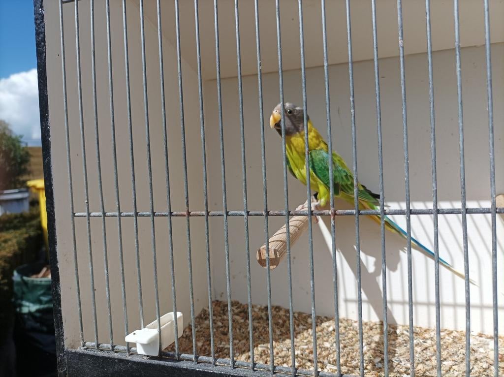 Pruimkop parkiet pop, Dieren en Toebehoren, Parkiet