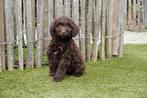 Chiots Labradoodle choco de taille moyenne, parents testés, Animaux & Accessoires, Chiens | Retrievers, Épagneuls & Chiens d'eau