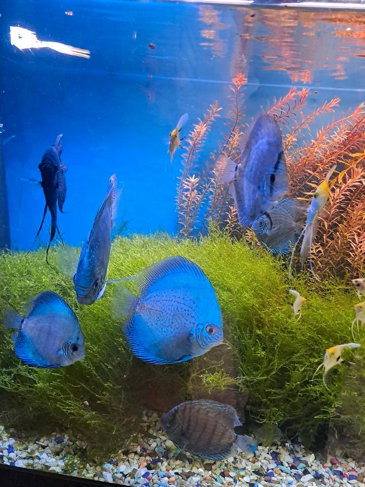 900 euro, Animaux & Accessoires, Poissons | Poissons d'aquarium