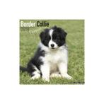Calendrier Chiot Border Collie 2018, Enlèvement ou Envoi, Calendrier annuel, Neuf