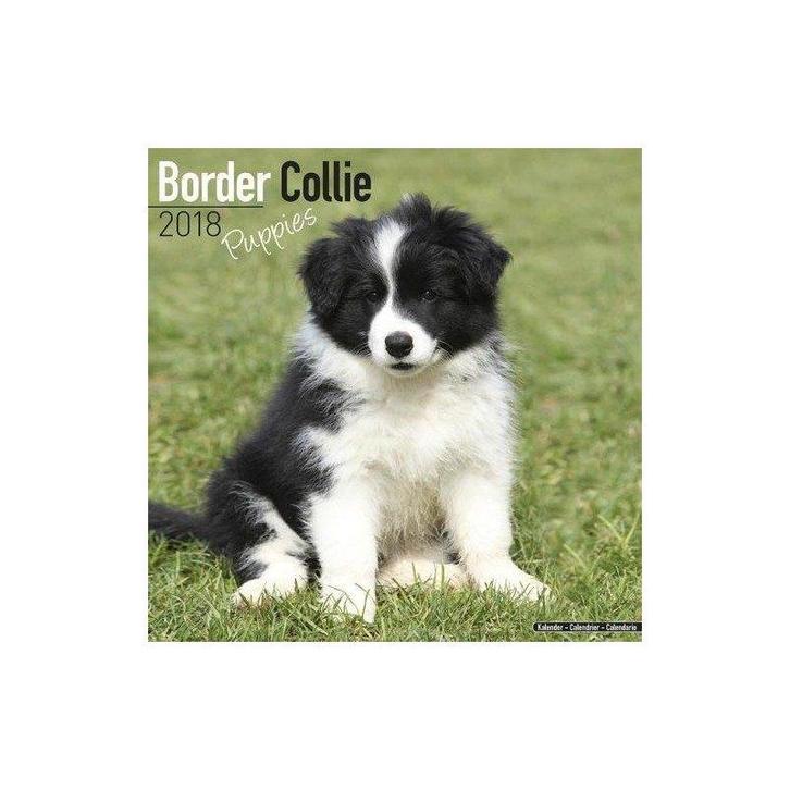 Calendrier Chiot Border Collie 2018, Divers, Calendriers, Neuf, Calendrier annuel, Enlèvement ou Envoi