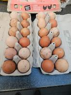 Verse scharreleieren €0,20/ei, Enlèvement