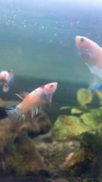 Vrouwelijke koi betta, Animaux & Accessoires, Poissons | Poissons d'aquarium, Poisson, Poisson d'eau douce
