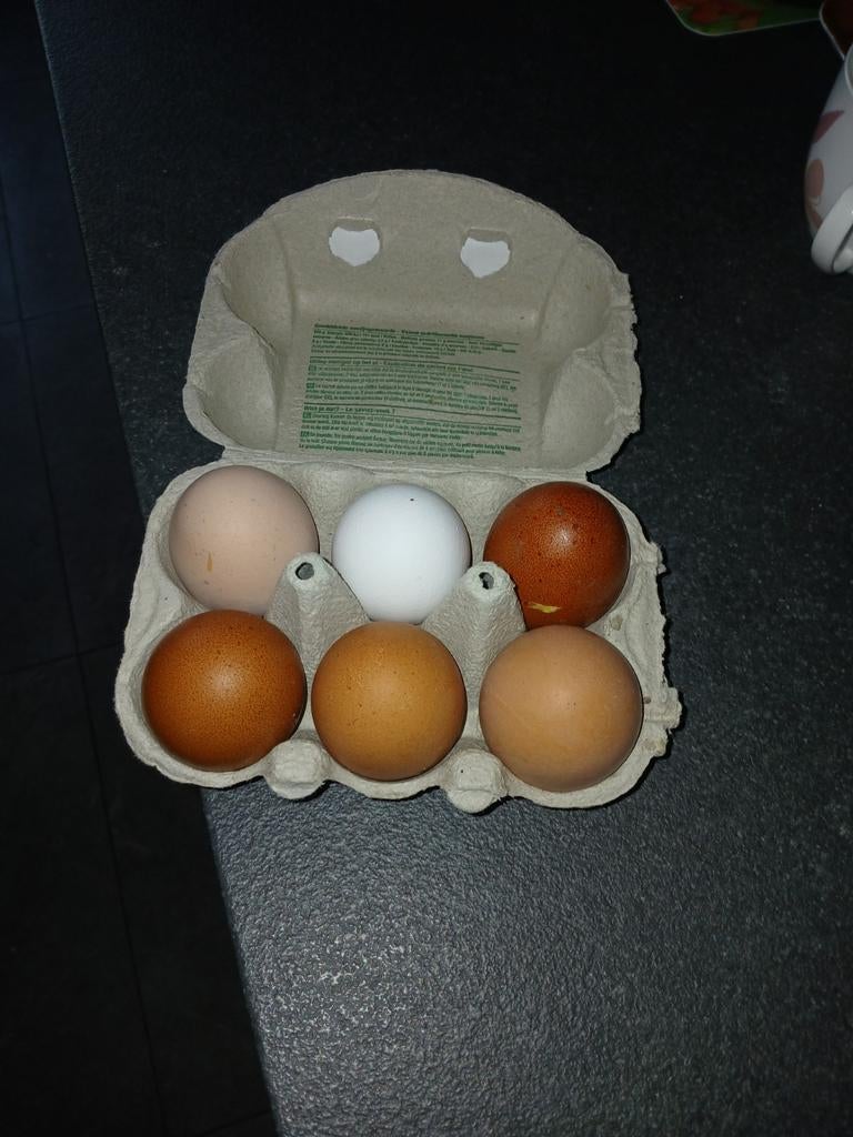 Oeufs frais à vendre, Enlèvement ou Envoi