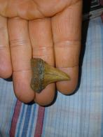 Isurus hastalis haaientand, Ophalen of Verzenden