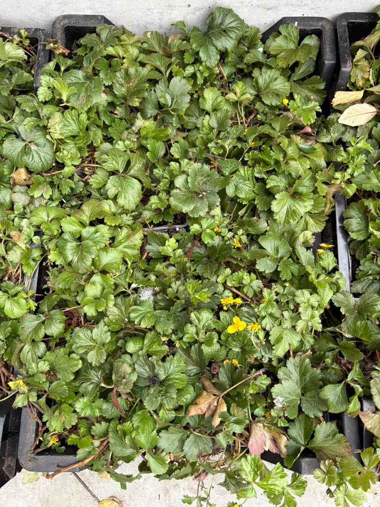 Waldsteinia ternata P9, Tuin en Terras, Ophalen, Lente, Vaste plant, Bodembedekkers