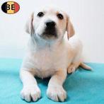 Labrador, blond - chiots belges à vendre, Commerçant, 8 à 15 semaines, Labrador retriever, Plusieurs