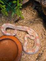 Boa constricor imperator, Serpent, Domestique, 0 à 2 ans