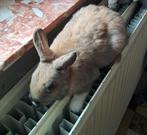 Schattige konijnen te koop!, Dieren en Toebehoren, Mannelijk, Dwerg, 0 tot 2 jaar