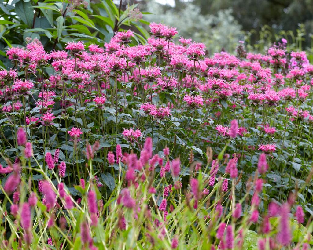 Planten voor vlinders en bijen, Tuin en Terras, Ophalen, Vaste plant, Bodembedekkers