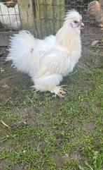 Mooie zijdehoen haan, Mâle, Poule ou poulet